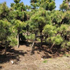 江苏宿迁黑松供应价格 黑松种植基地