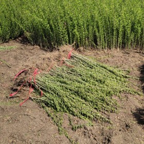 江苏水蜡苗供应价格 水蜡苗种植基地