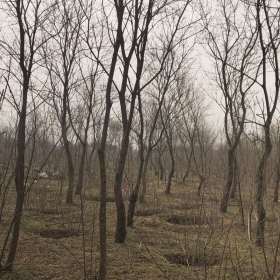 8公分乌桕价格 宿迁乌桕种植基地