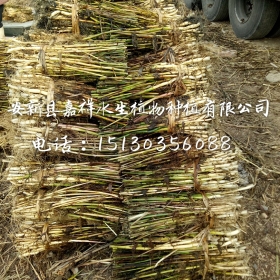 江西芦苇苗价格 江西芦苇苗基地直销大量采购