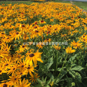 出售大量金雞菊、黑心菊、松果菊價(jià)格 宿根花卉 綠化花卉