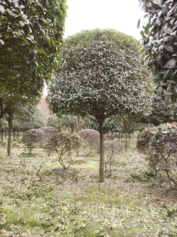 四川桂花树基地