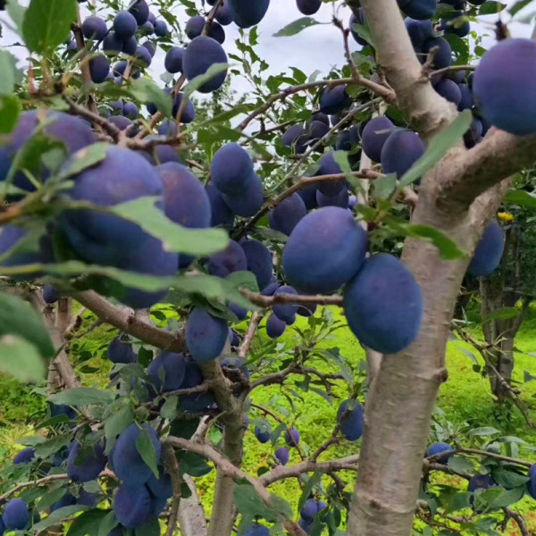 安格诺李子树苗