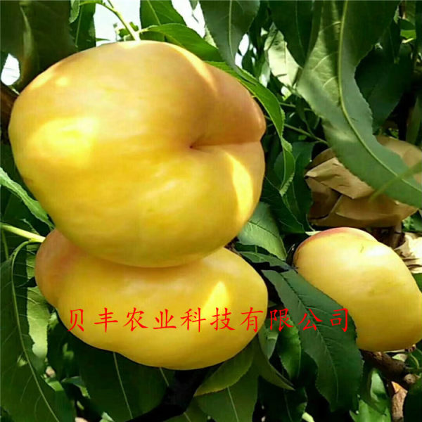 晚熟桃樹(shù)苗