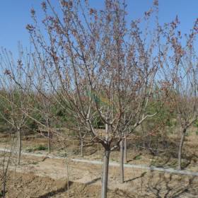 2公分樱花树苗种植 1年樱花树苗怎么栽培