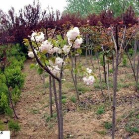 一年樱花树苗 在哪里买 樱花树苗种多久开花