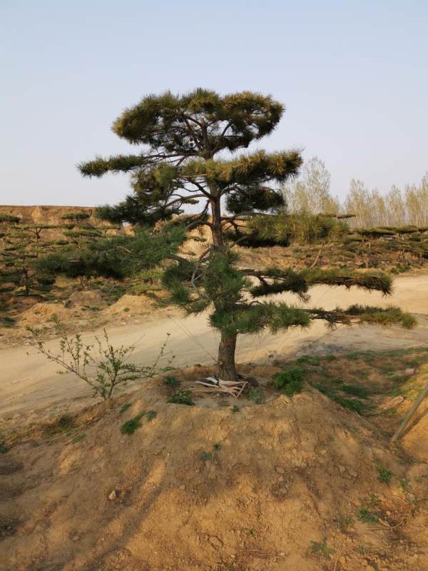 造型油松