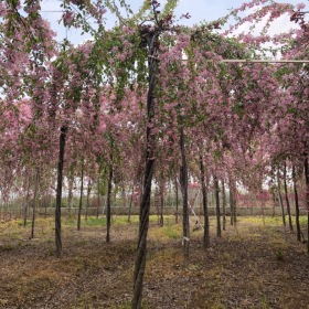 垂枝海棠价格 海棠基地