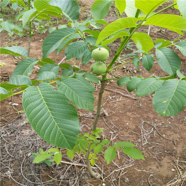 核桃樹苗