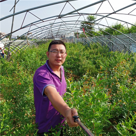 山东石榴苗批发，苗圃石榴苗直销