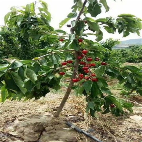 樱桃芽苗