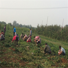 豐香草莓苗基地、豐香草莓苗購買價格