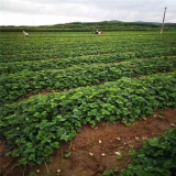 奶油草莓苗多少钱、奶油草莓苗批发价格