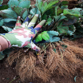 牛奶草莓苗基地、今年牛奶草莓苗价格多少