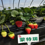 大葉紅顏草莓苗價(jià)格及基地、大葉紅顏草莓苗多少錢一株