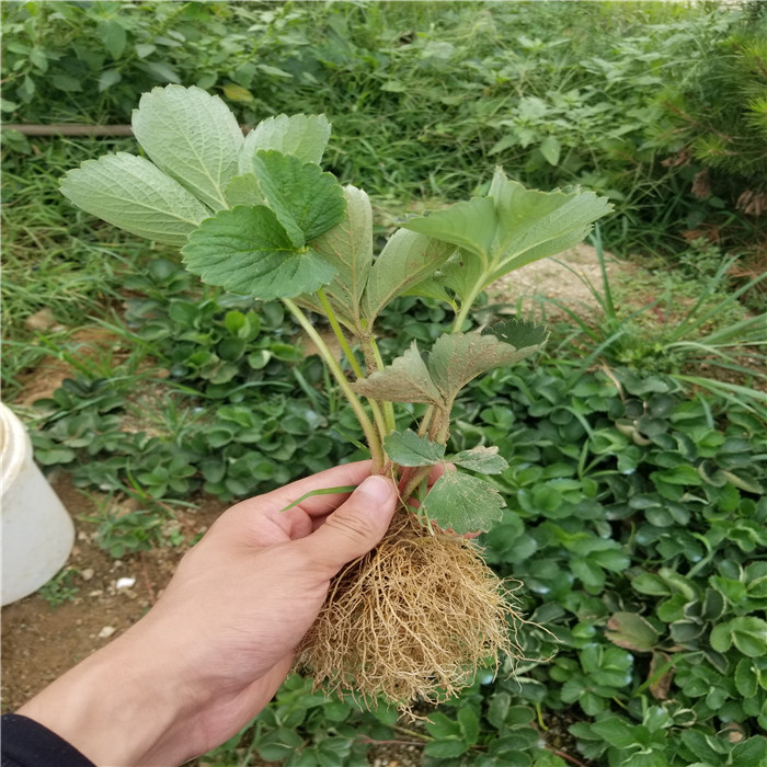 桃熏草莓苗基地价格 桃熏草莓苗一棵价格