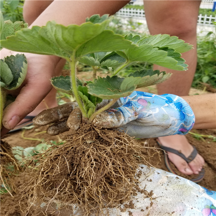 妙香7号草莓苗价格 妙香7号草莓苗哪里有