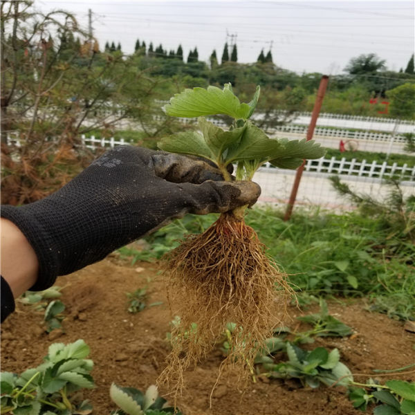 吉塞拉樱桃砧木