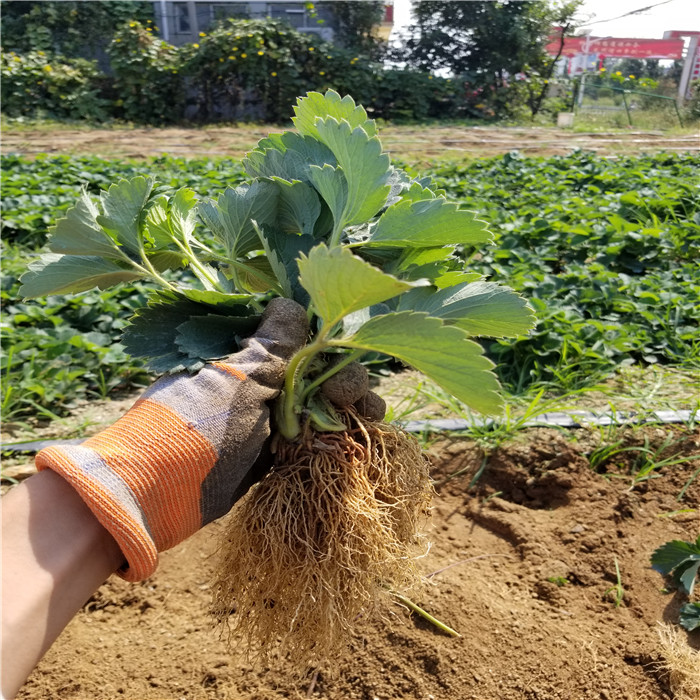 妙香7号草莓苗价格 妙香7号草莓苗哪里有