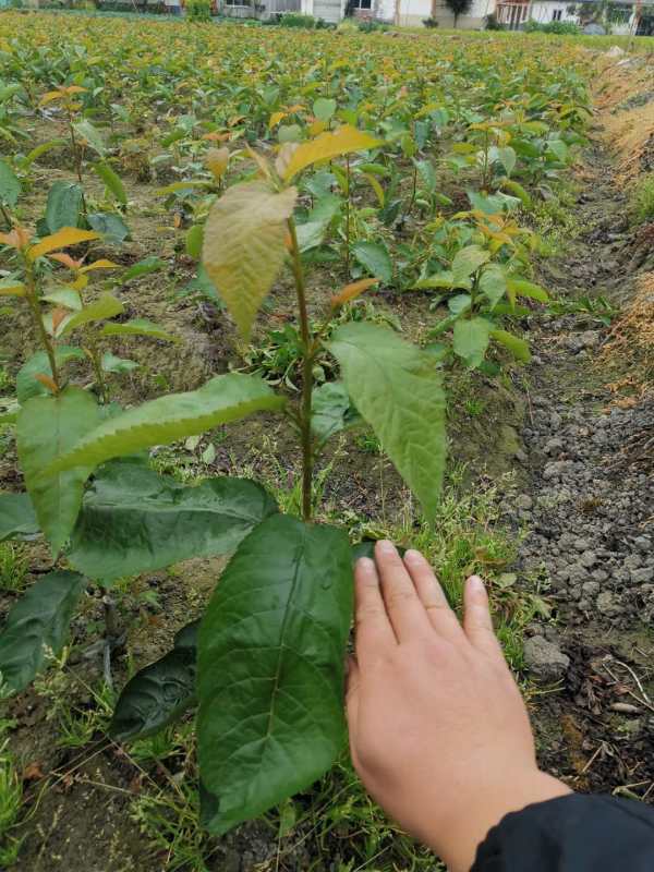 贵州大樱桃苗