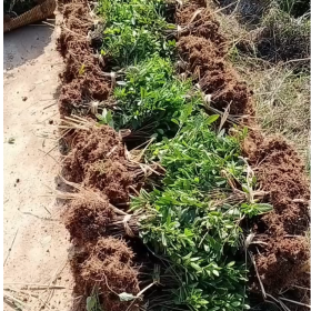 湖南杜鹃花苗价格 长沙杜鹃花苗基地