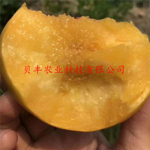 好品種桃樹苗