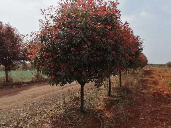 紅葉石楠