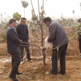 樱桃苗种植管理基地供应美早樱桃苗多少钱一棵