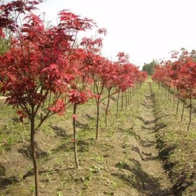 紅楓 日本紅楓樹苗 紅楓基地