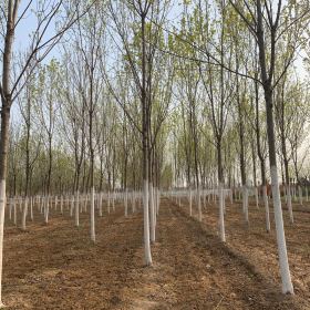 栾树的详细价格哪里栾树种植的多栾树种植基地