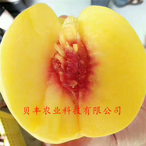 好品种桃树苗