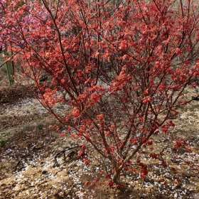 3-6条丛生日本红枫北京大苗圃基地购树木市排价