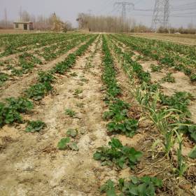 草莓苗 基地批发红颜草莓苗 2020年红颜草莓苗多少钱一棵 量大包邮