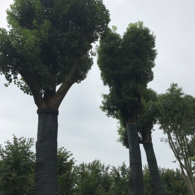 移植骨架香樟 湖北骨架香樟供应