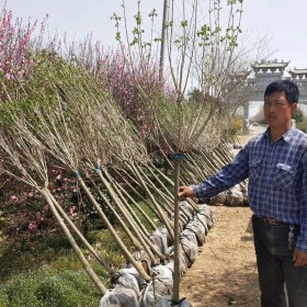 地徑5公分紫丁香叢生丁香價格 紫丁香叢生丁香基地批發(fā)