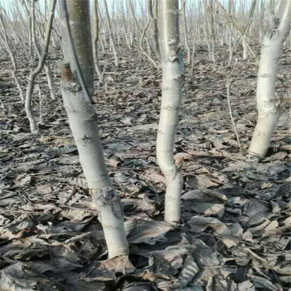 香玲核桃苗