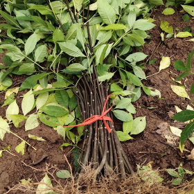 重慶中花吳茱萸苗 基地中花吳茱萸苗多少錢一棵