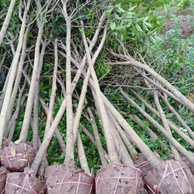 重慶桂花樹苗 基地桂花苗批發(fā)多少錢一棵