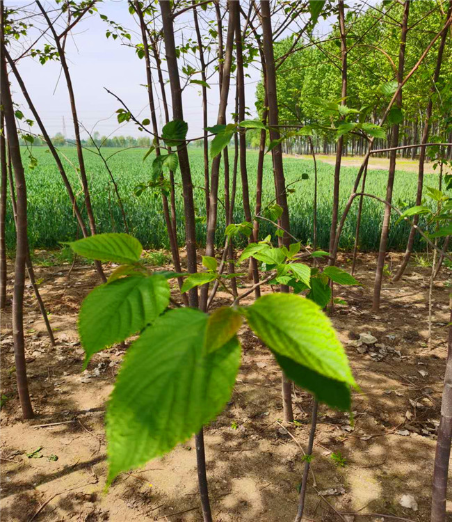 珙桐苗苗木基地图片