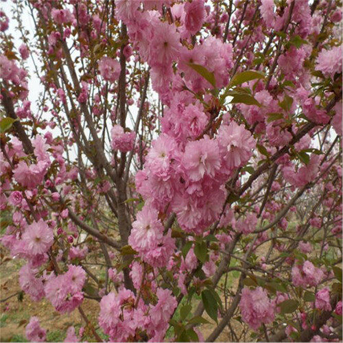 櫻花樹苗