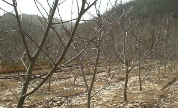 基地供应早实核桃苗