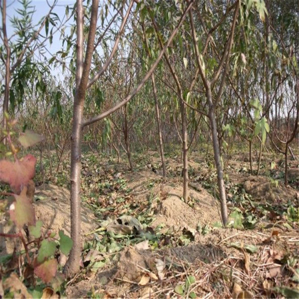 基地供应突围桃树苗