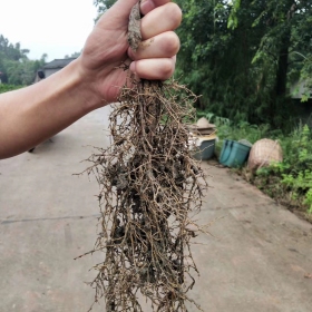 明日见柑橘苗 基地明日见柑橘苗多少一棵?