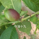 油蟠7-7桃樹苗大量批發(fā) 基地黃金蜜桃樹苗多少一棵 包成活