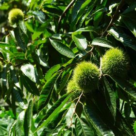 廠家直銷大紅袍板栗苗 大紅袍板栗苗優(yōu)勢 量大優(yōu)惠