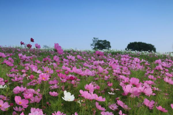 波斯菊