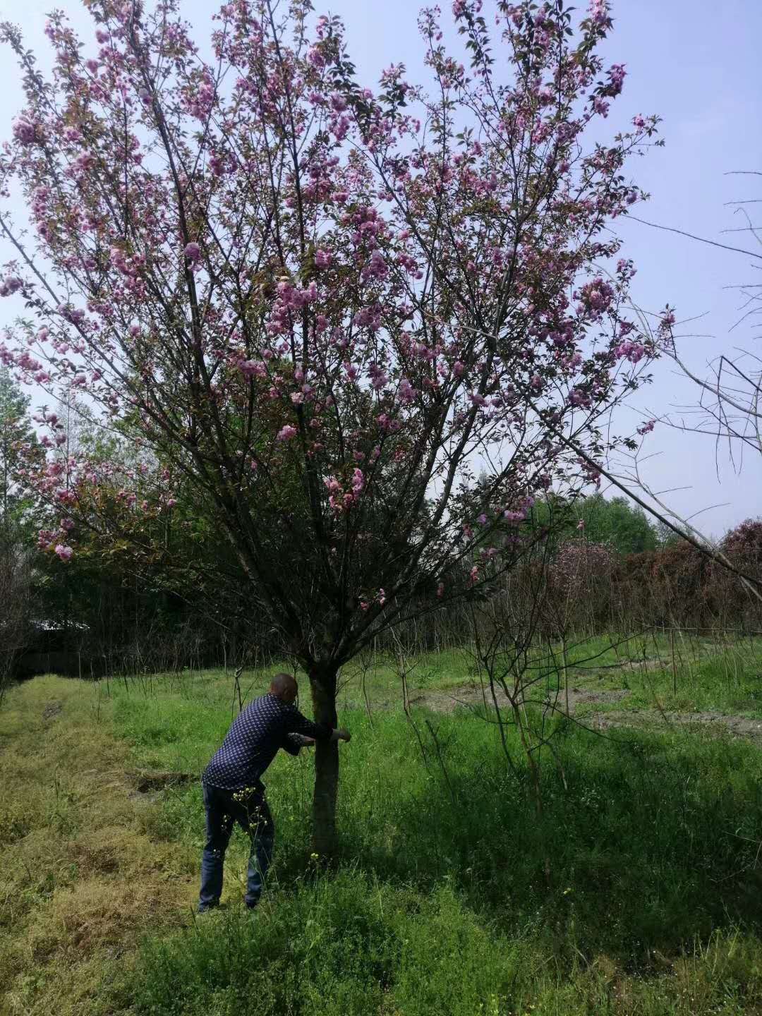 各种规格的樱花工程苗,各种树形都有货,有需要的朋友欢迎来我苗圃选购