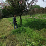 樱花工程苗大量批发 樱花苗圃直供