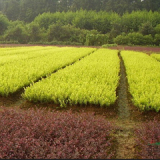 基地有，金葉女貞苗，紅葉小波苗