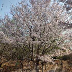 地径6-30公分樱花北京大苗圃基地购树木市排价